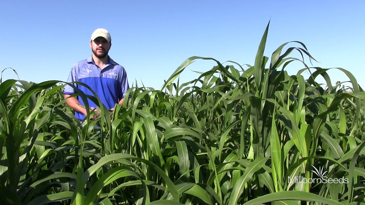 Millborn Turbo (Sudangrass Hybrid)