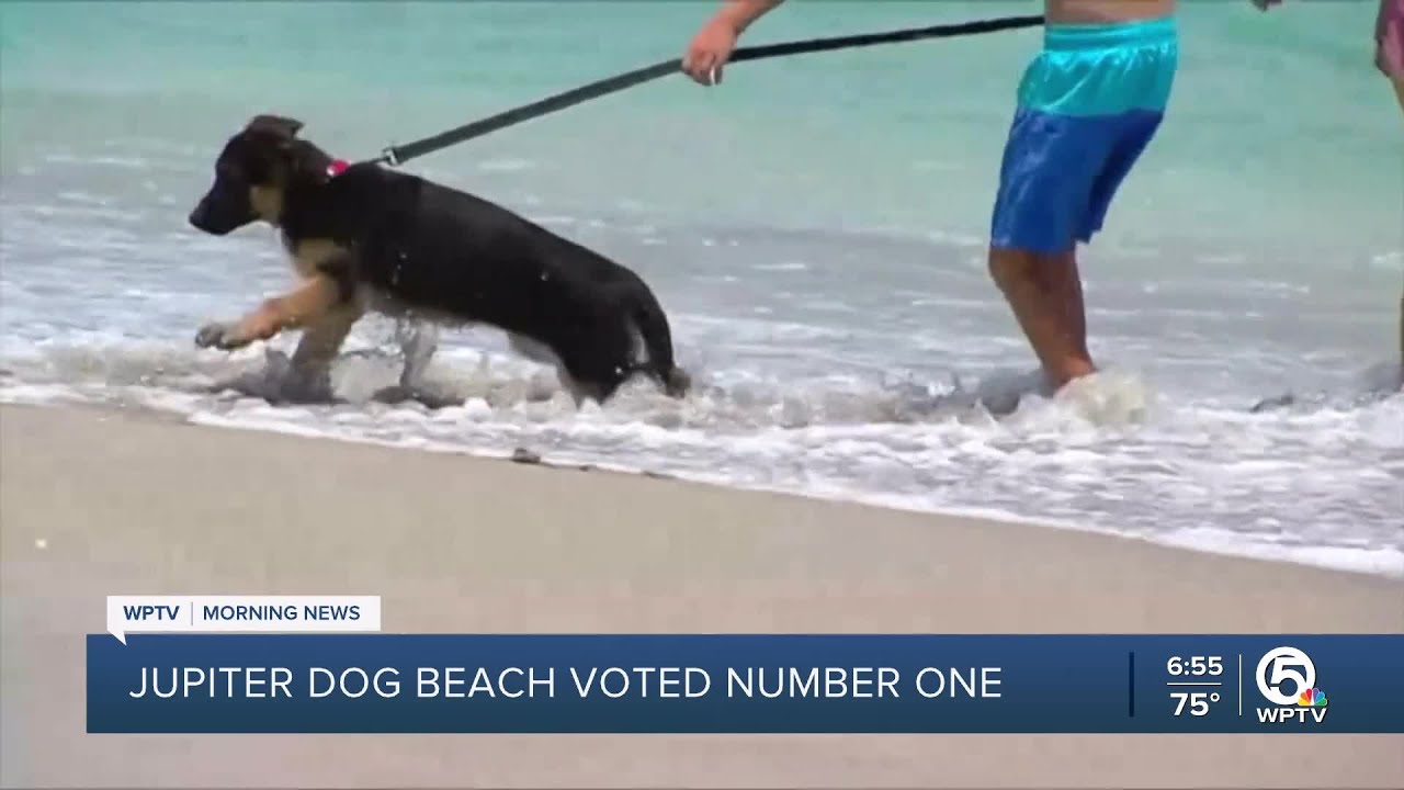 Jupiter Dog Beach voted No. 1 dog-friendly beach