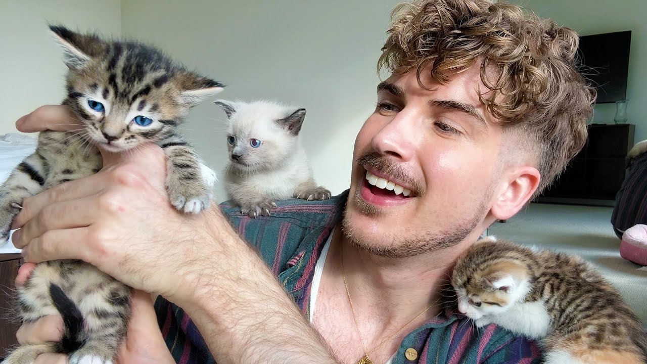 Naming My Foster Kittens!