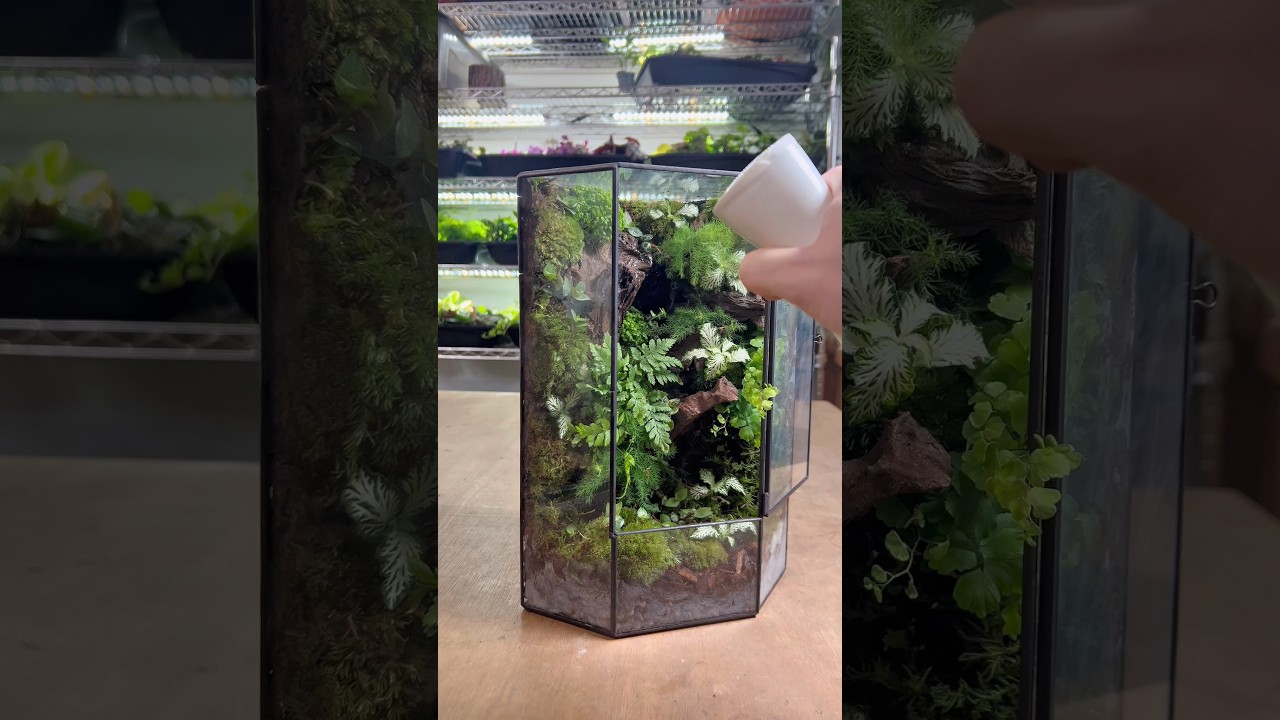 Szklana gablota 👉 Terrarium w stylu lasu deszczowego