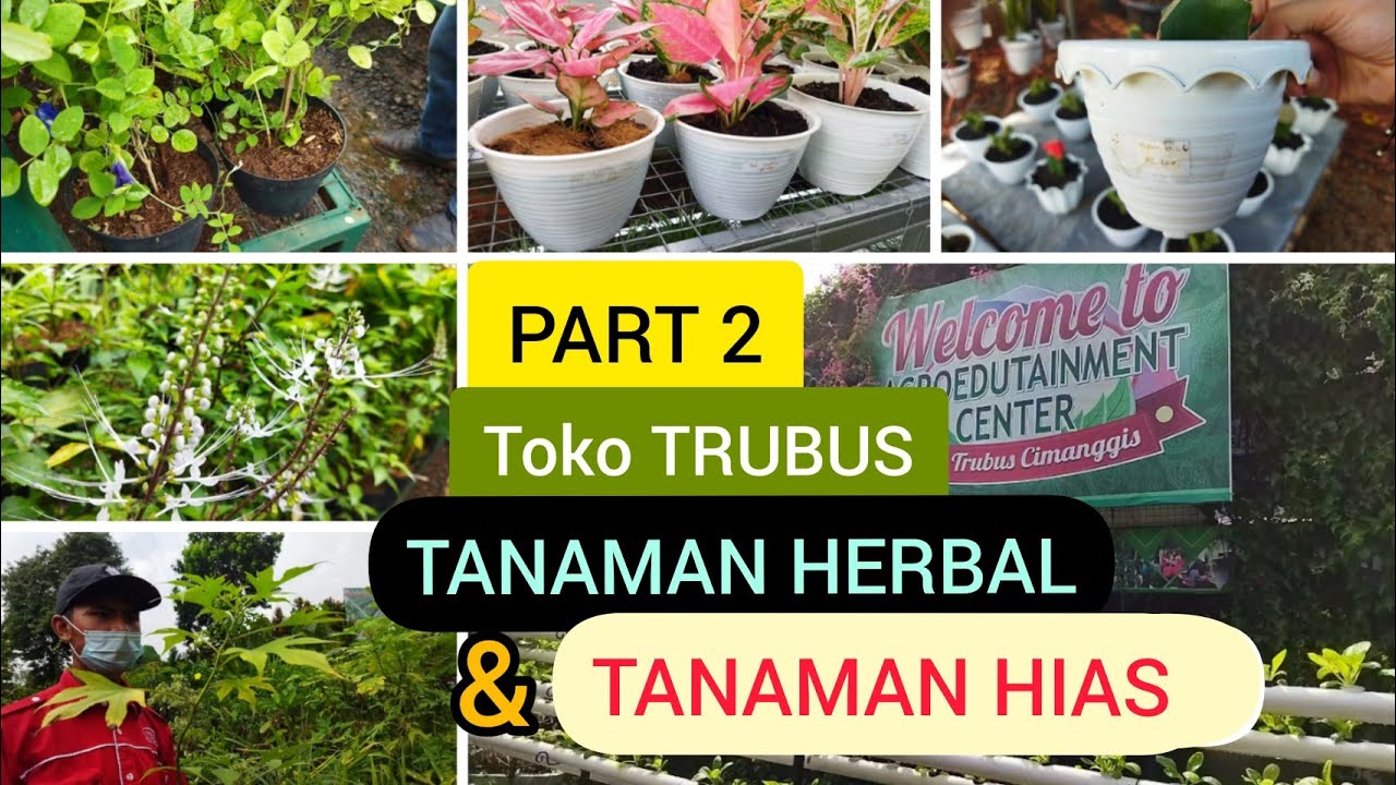 TOKO TANAMAN TRUBUS |PART 2| TERSEDIA ANEKA BIBIT TANAMAN HERBAL MURAH  & TANAMAN HIAS
