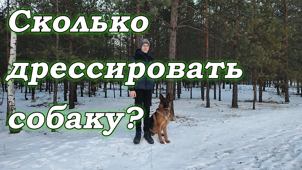 Как часто дрессировать собаку  | Что делать если собака забыла команды | Сколько времени обучал Рему