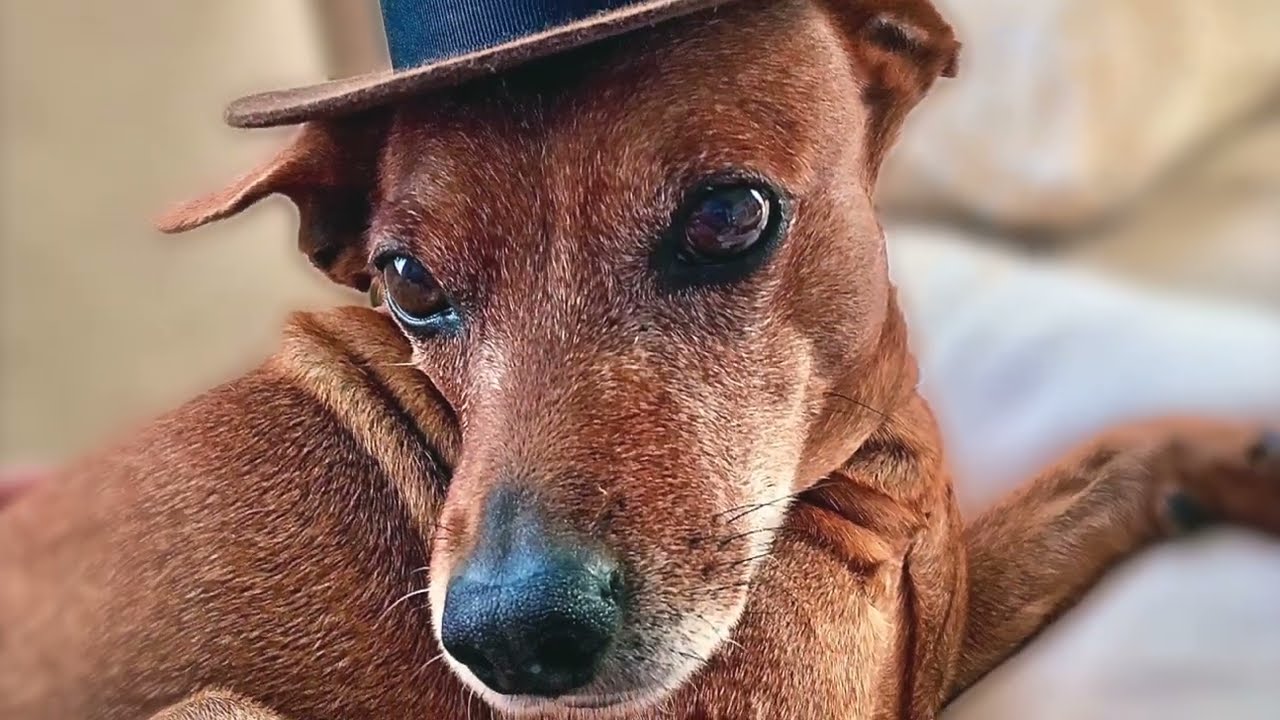 Requiem for Dolph (Just a Dog)
