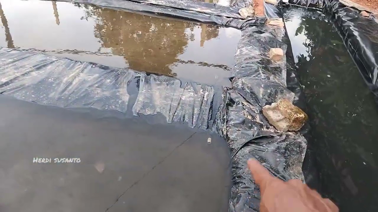 Persiapan ternak cacing sutra di kolam plastik