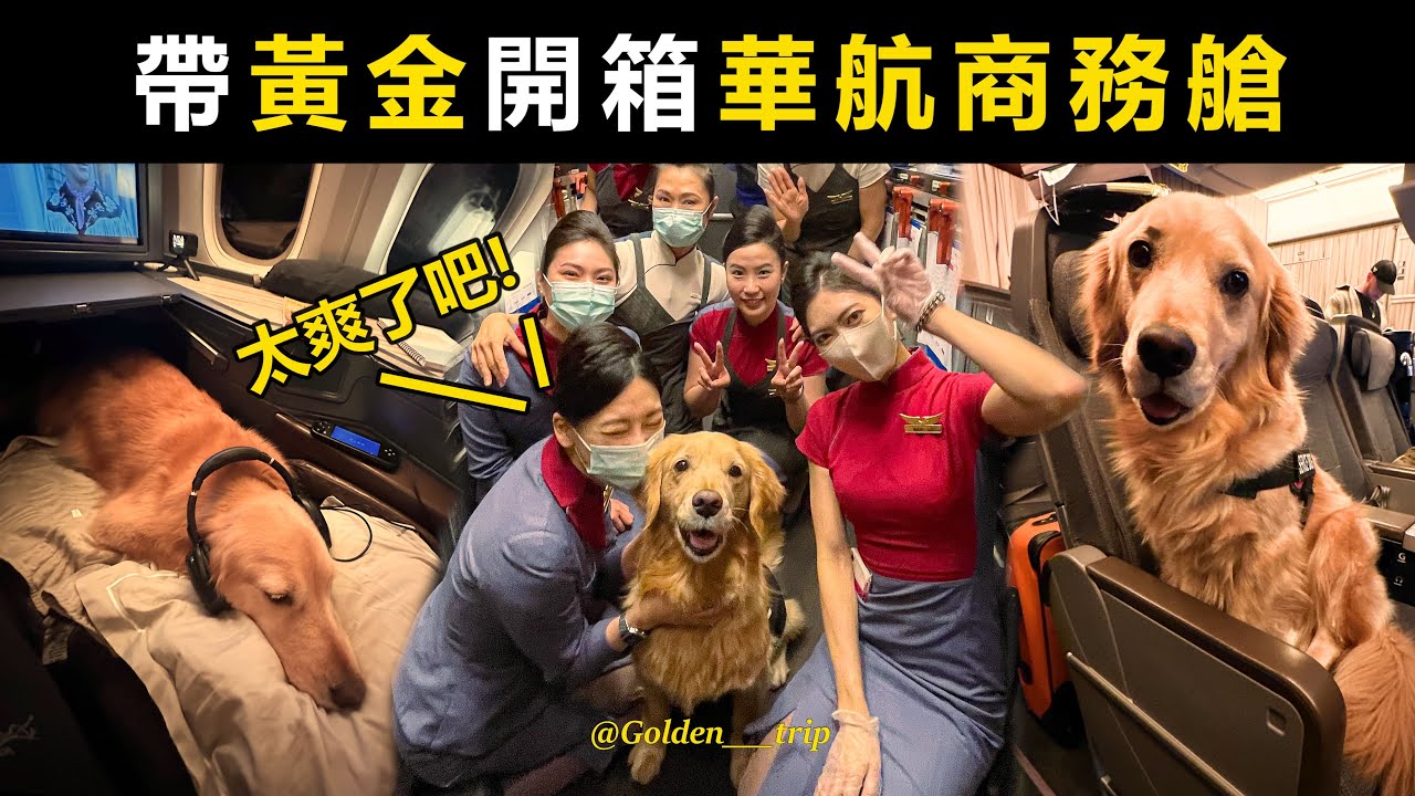 帶寵物上飛機【開箱 #中華航空商務艙】#寵物飛行日誌 50th Flight with pets