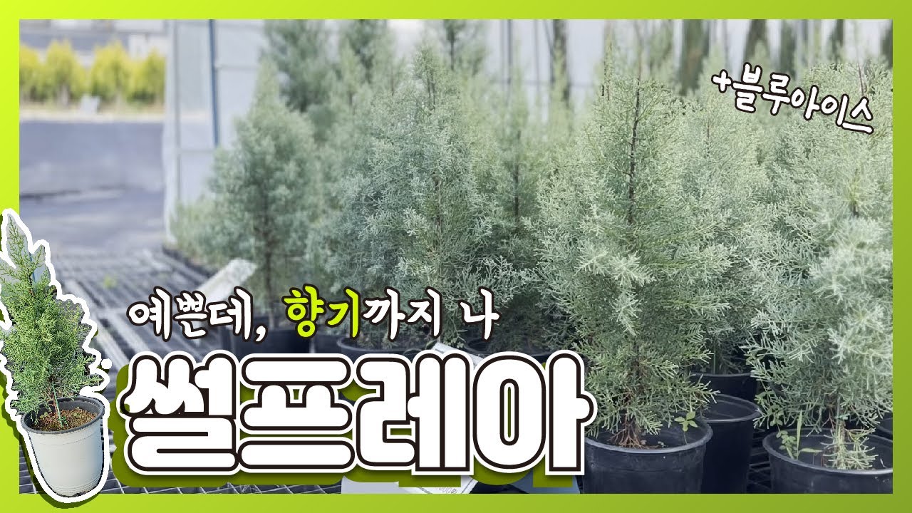[채움원예종묘] 예쁜데 향기까지 나! 썰프레아 삽목 포트묘 (+블루아이스) #고급조경수 #반려나무 #반려식물 #피톤치드 #정원 #가드닝 #묘목 #천안