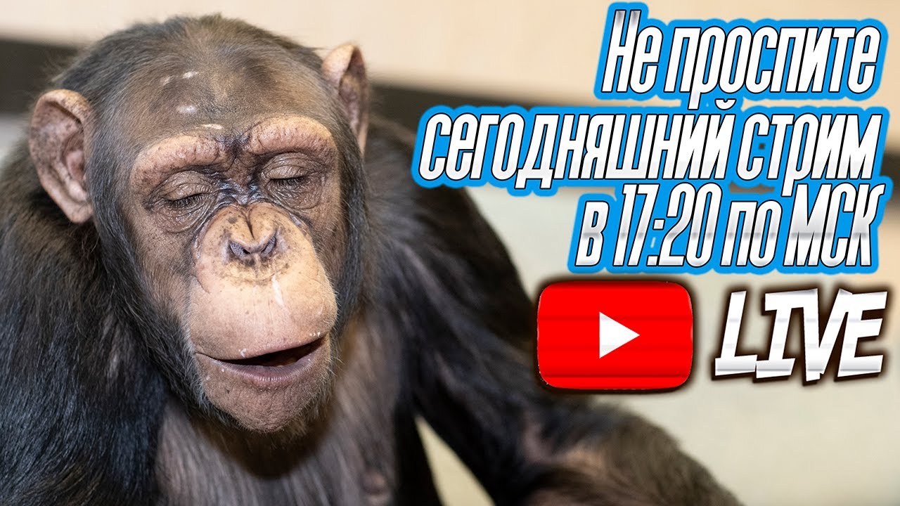 Дан Запашный с шимпанзе в прямом эфире от 22.04.2020