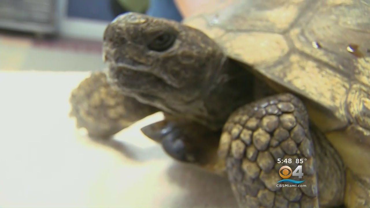 Vets Use Electro-Acupuncture To Help Tortoise Recover From Injuries