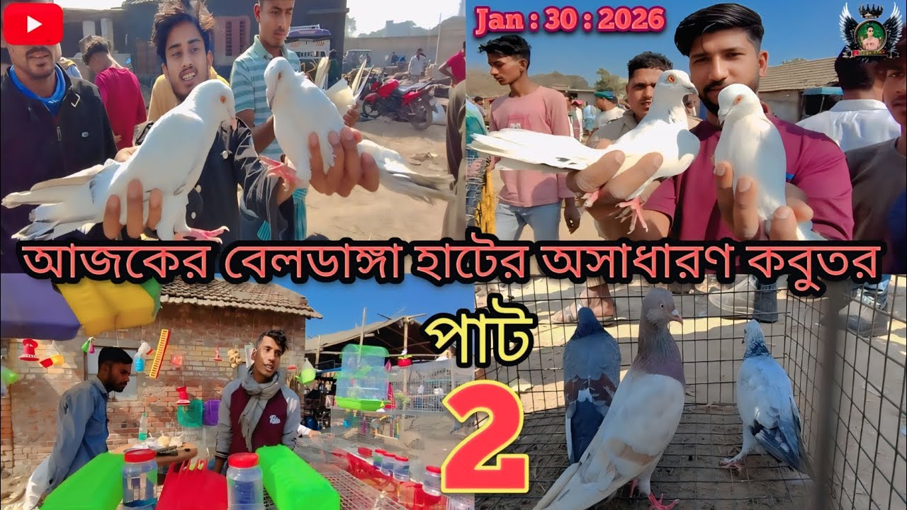  কম দামে ভালো জাতের কবুতর কোথায় পাবেন? বেলডাঙ্গা হাট🔥 আপডেট🕊️ #pigeon #kabutar #viralvideo #india 