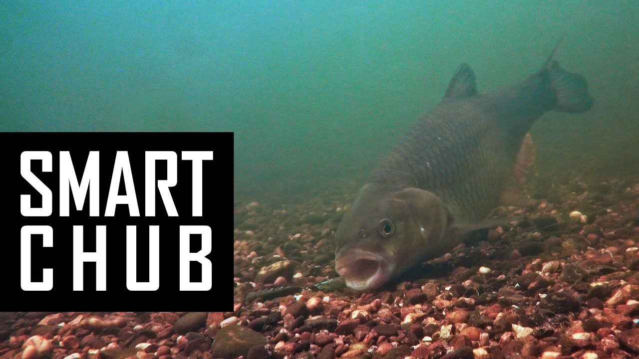 Big Chub fishing Underwater with live comments