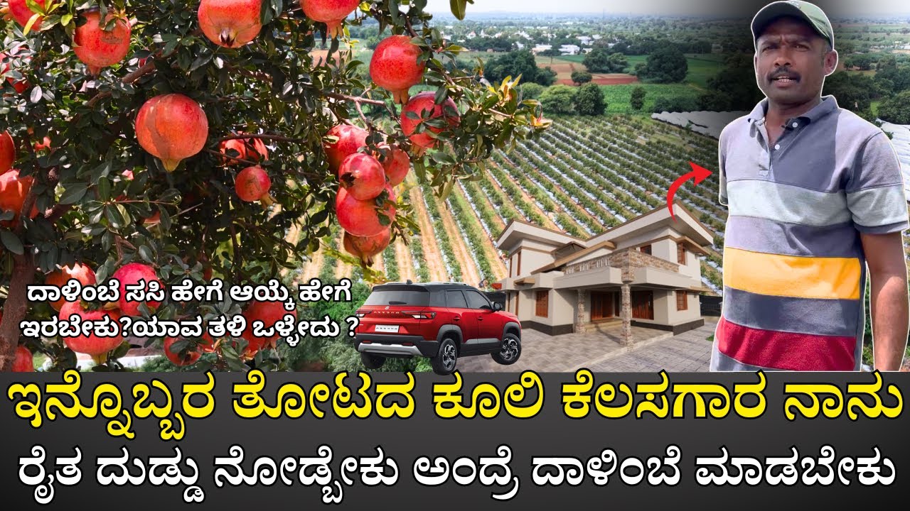 ಇನ್ನೊಬ್ಬರ ತೋಟದ ಕೂಲಿ ಕೆಲಸಗಾರ ನಾನು|ರೈತ ದುಡ್ಡು ನೋಡ್ಬೇಕು ಅಂದ್ರೆ ದಾಳಿಂಬೆ ಮಾಡಬೇಕು|pomegranate in kannada