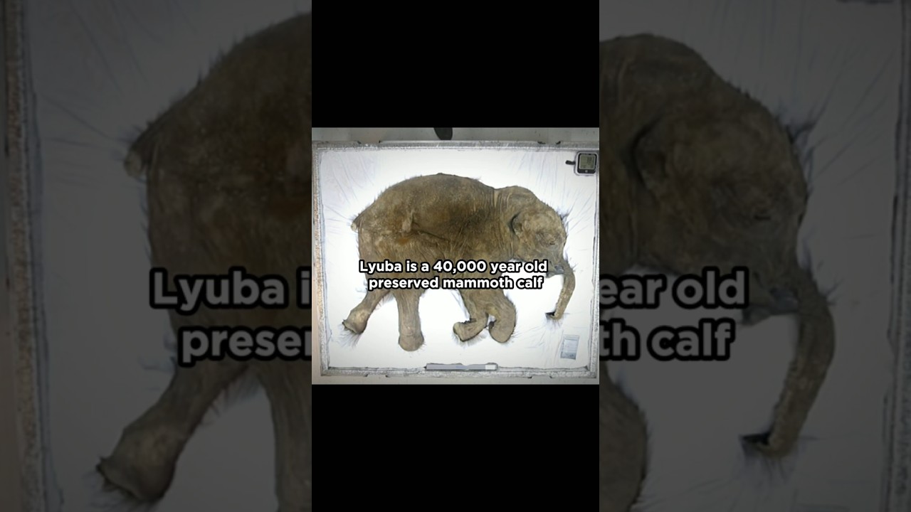 World's Best Preserved Mammoth Discovered After 40,000 Years #history #archaeology #paleontology