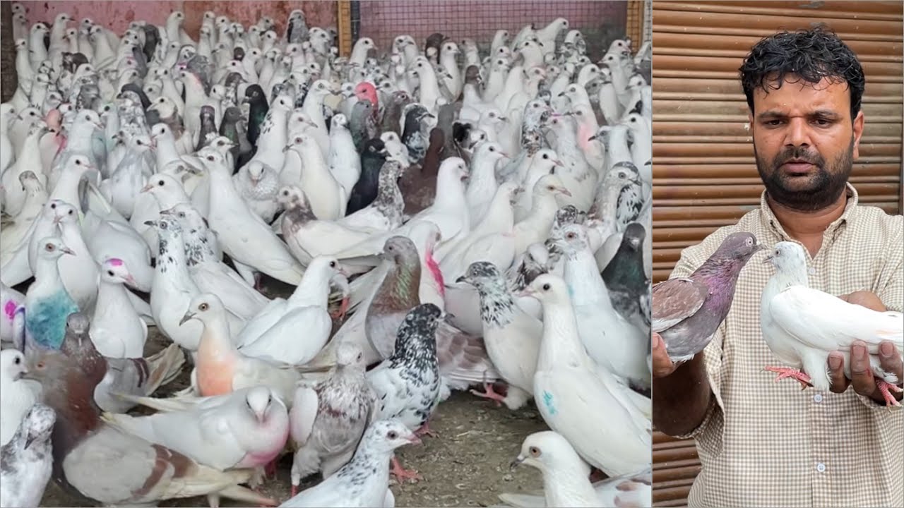 Shazad loni kabutar shop kabootar market loni sehzad pet shop Delhi white pigeons