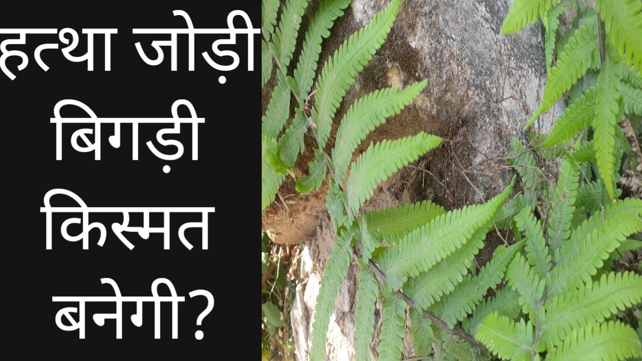 Hattha Jodi | Hattha Jodi ke Fayde | Hattha jodi plant | hattha jodi ka poudha | हत्था जोड़ी | पौधा