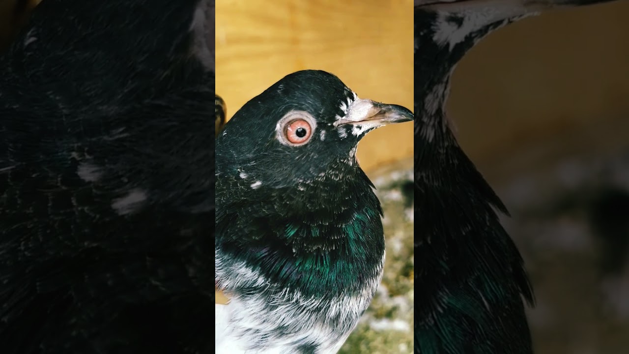 laal ankh kabootar ka shook kre / laal ankh madi High flyer pigeons of shopian kashmir 🕊️🕊️🕊️