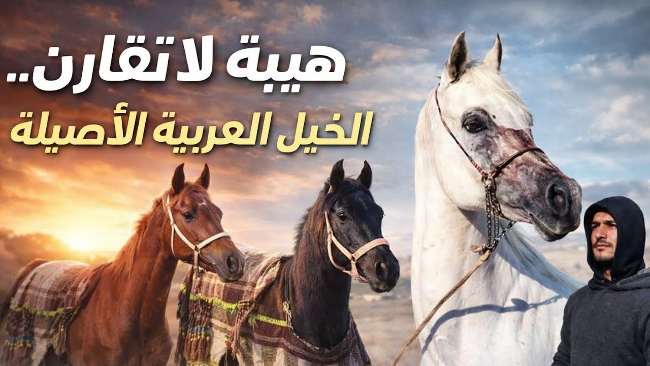 🏆🐎الخيل العربي في ساحة المزاد |من الأغلى؟ومن الأجمل؟💰|مزاد قوي وأسعار من العيار الثقيل💵تشعل🔥المنافسة