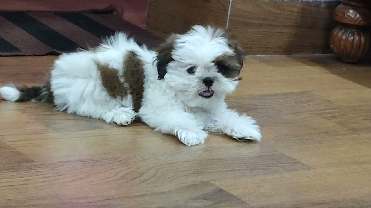 Mishti's Play Time | Cute Shih tzu | 10 Weeks Old | Shih Tzu Puppy | Funny Puppy