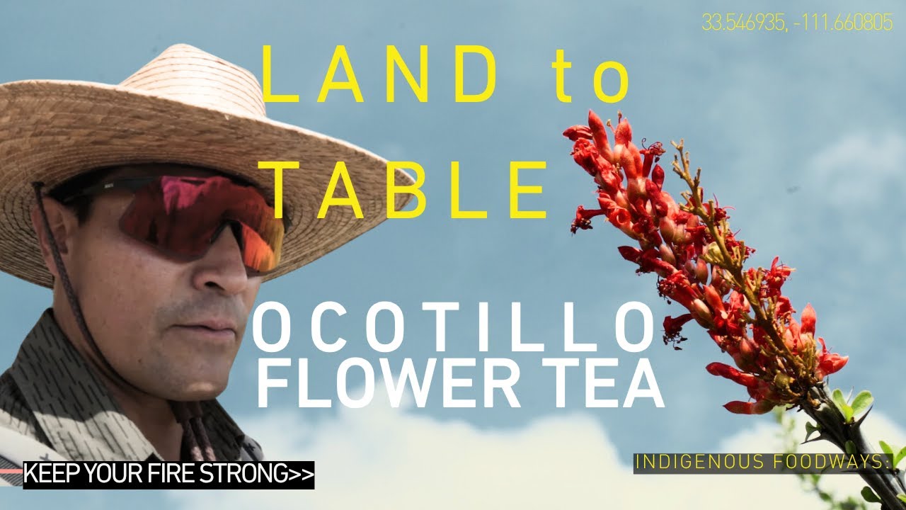 Ocotillo Flower Tea Harvest: A Sonoran Desert Adventure | Keep Your Fire Strong