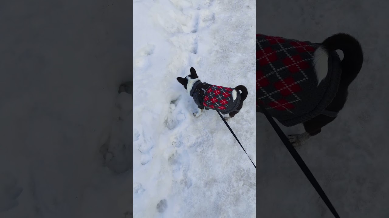 10 Марта 2026 Год Всем Добра Друзья и Здоровья #чихуахуа