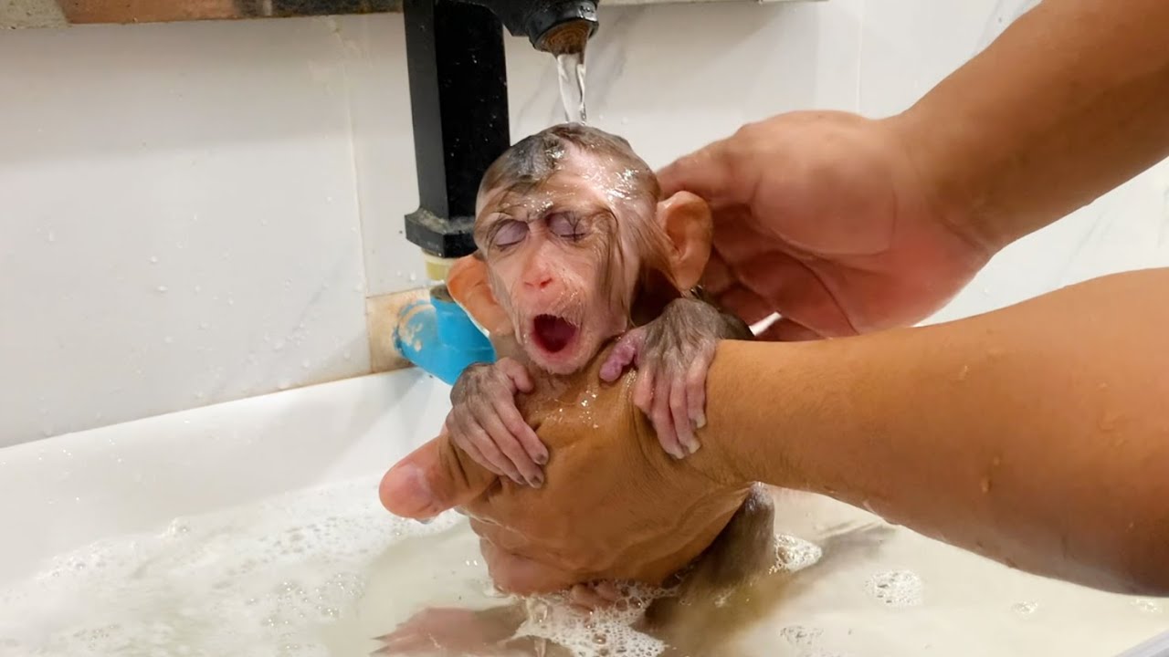 Puppy Monkey So Smart And Cute Monkey