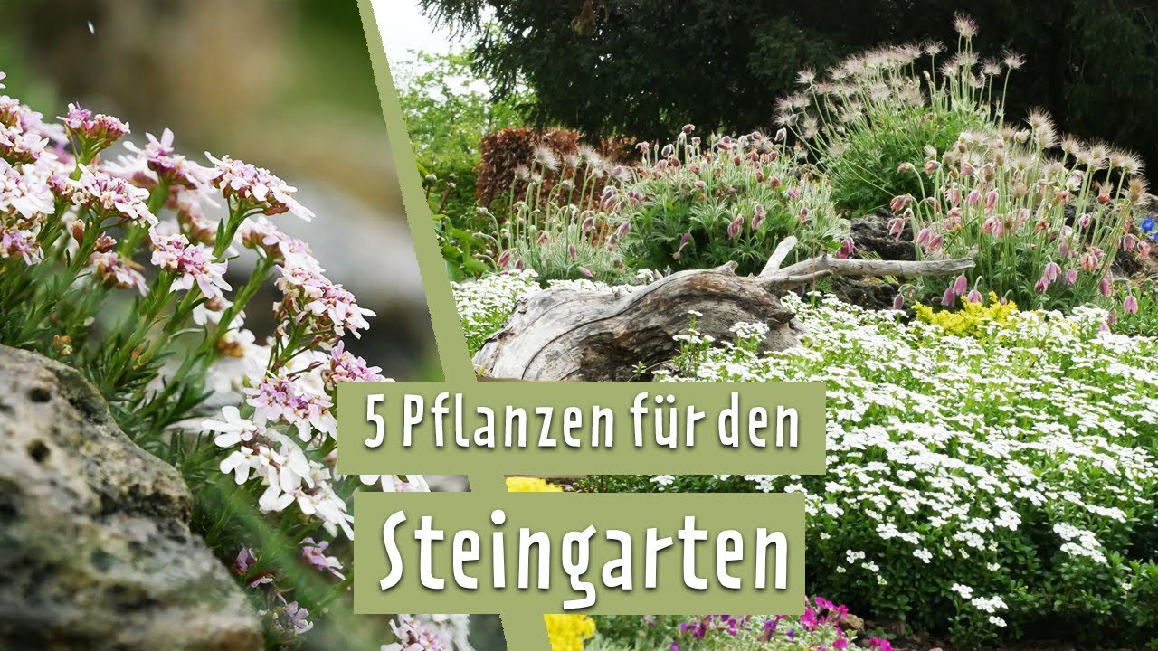 Steingarten mit tollen Blumen für Frühling und Sommer gestalten | MDR Garten