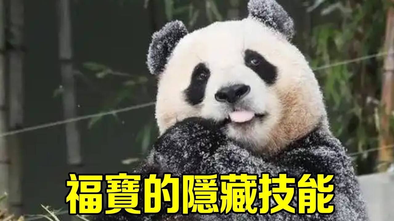 福寶究竟還有多少驚喜是爺爺不知道的？今天竟然在室內表演起了太空漫步，有模有樣的舞步直接驚呆了兩位爺爺！【辣豆娱乐】