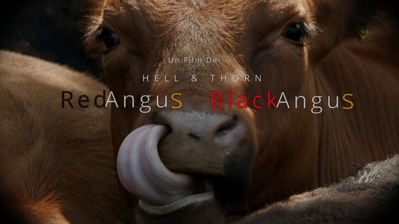 Red Angus Black Angus  Hell & Thorn