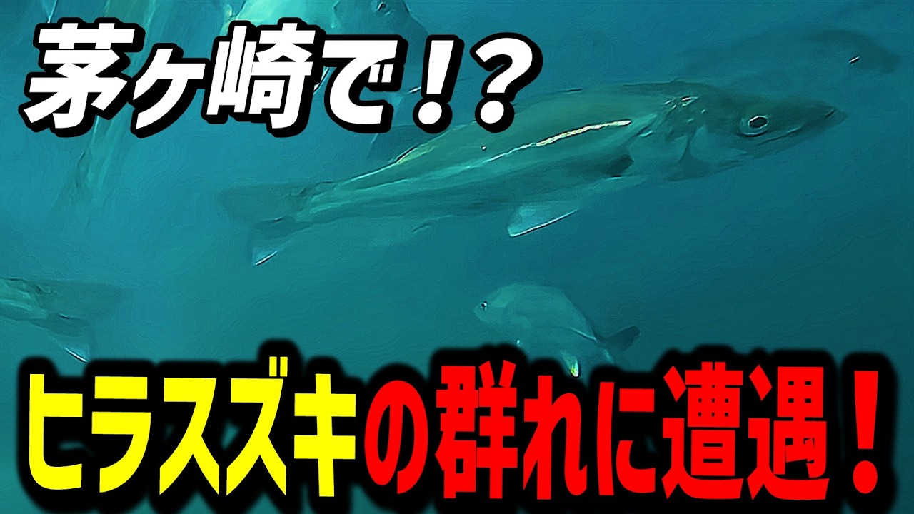 【ヘッドランドビーチ】まさかの魚影にびっくりしました