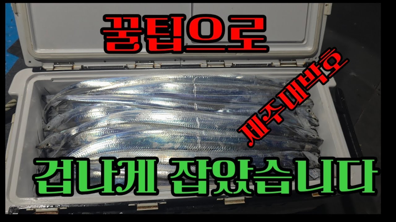 228회 꿀팁과 함께 갈치 원 없이 잡았습니다