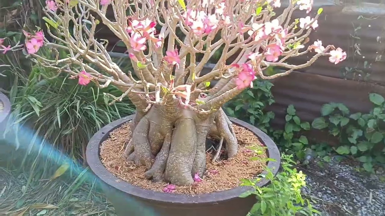 Adenium #ชวนชม #กุหลาบทะเลทราย