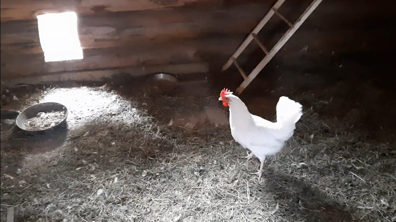 Курица кудахчет.Устроила скандал