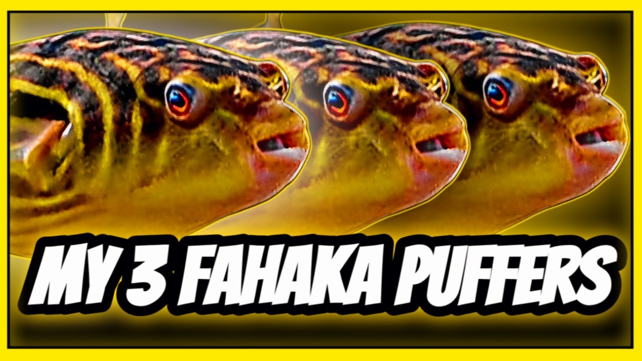 My 3 Fahaka Puffer Fish First Impressions: Nothing Like I Expected! 🐡🐡🐡