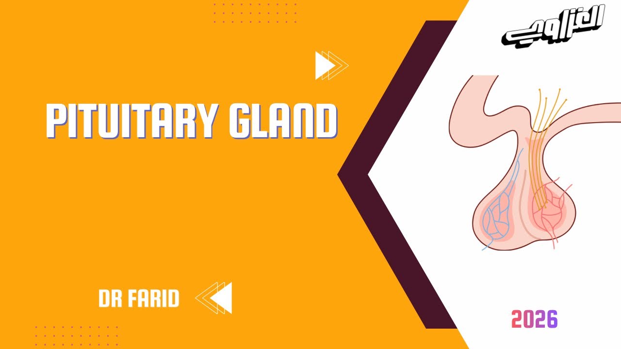 Pituitary gland | ERS | Histology