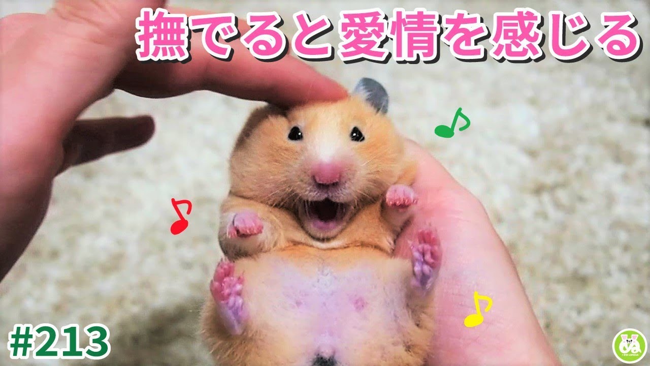 ハムスターは、撫でられると愛情を感じとってくれる動物です♪