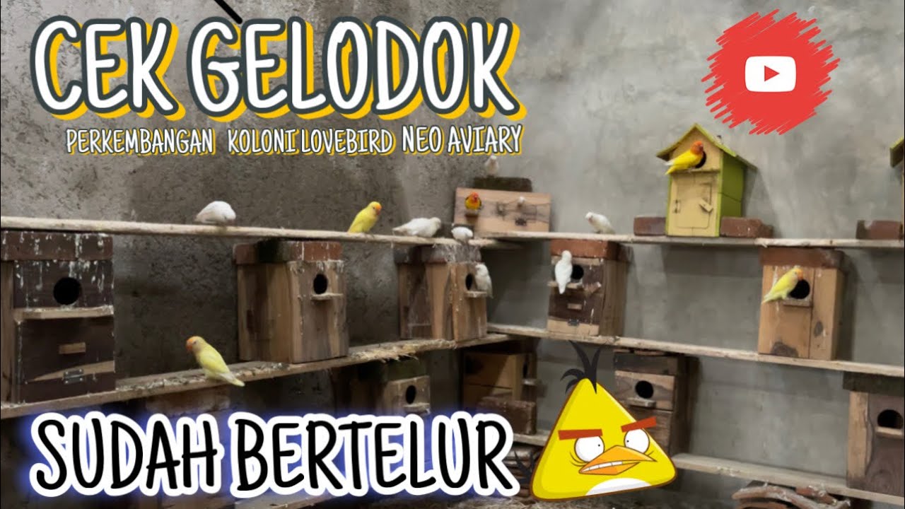CEK PERKEMBANGAN KOLONI LOVEBIRD NEO AVIARY PERTAMA KALI