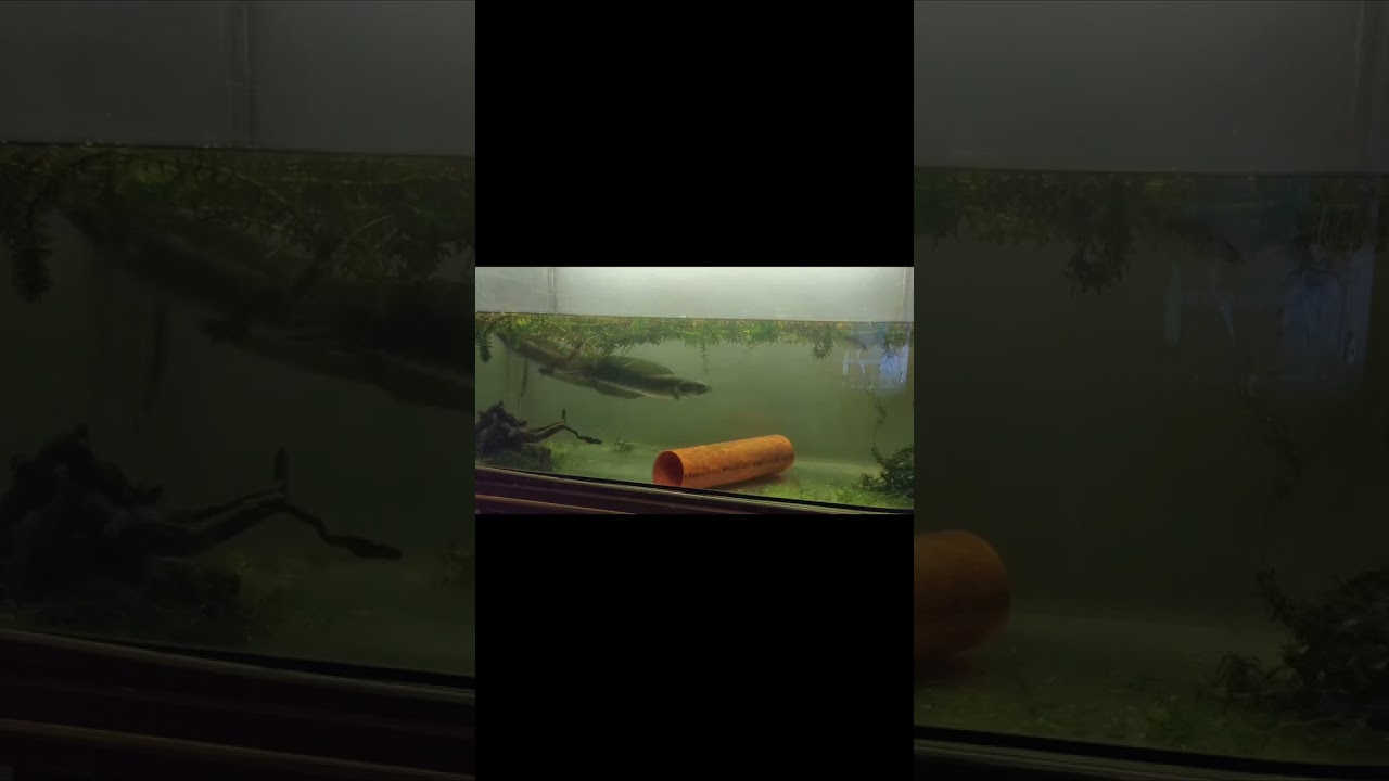 Channa asiatica 台灣原生魚七星鱧交尾實錄