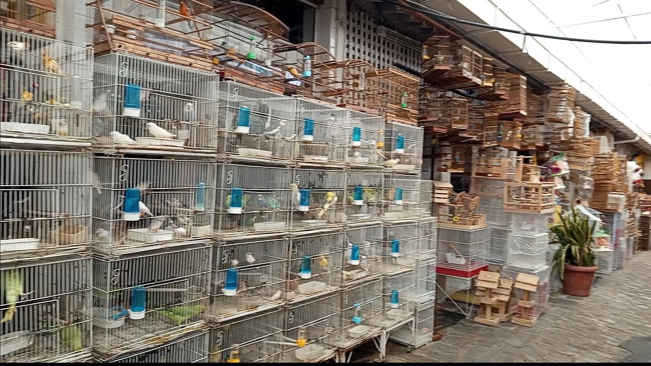 PASSEIO DE DOMINGO, AVES DOMÉSTICAS PEIXES DE AQUÁRIO, MERCADO DA MADALENA RECIFE - PE.