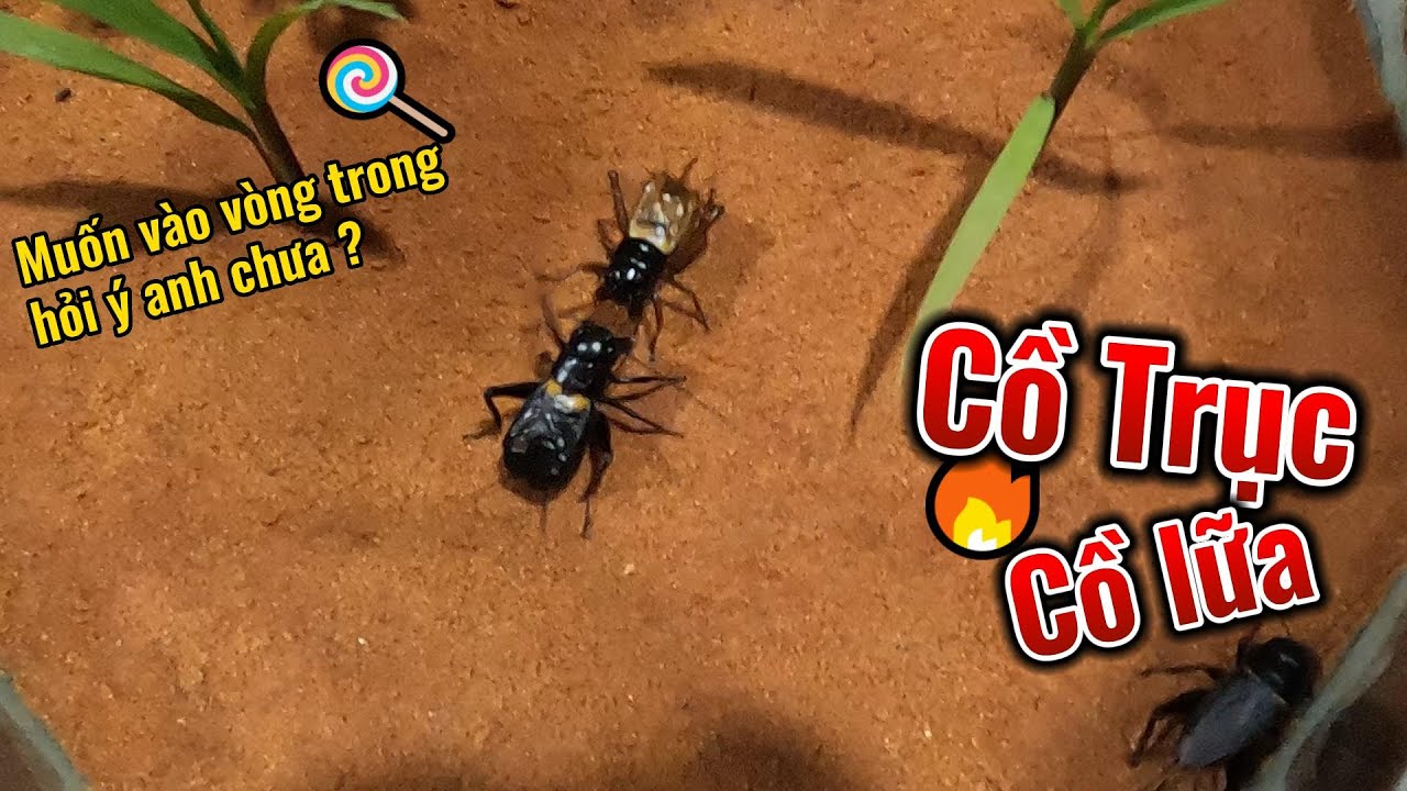 Hội Thi Đá Dế Tháng 7 Miền Nam ( Vòng Loại )