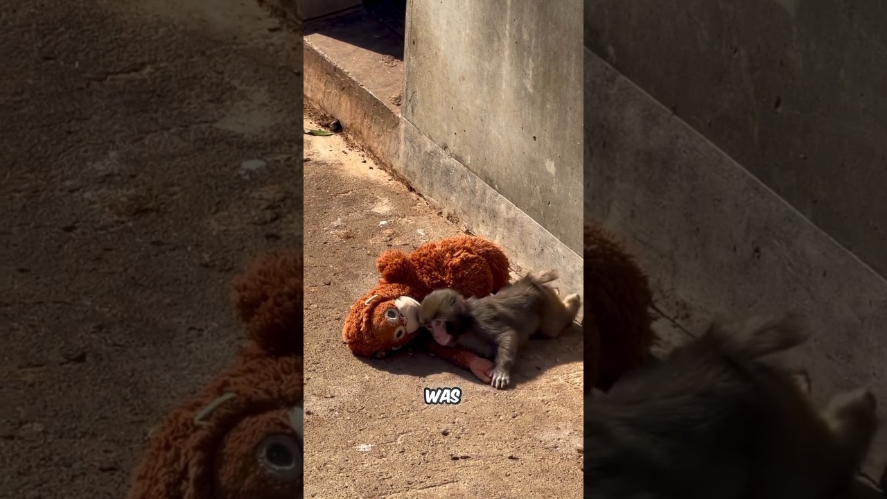 The Baby Monkey Who Found Comfort in a Toy!