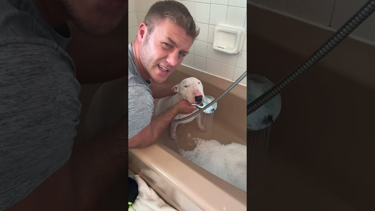 Miniature Bull Terrier: How to Groom a Short Haired Dog