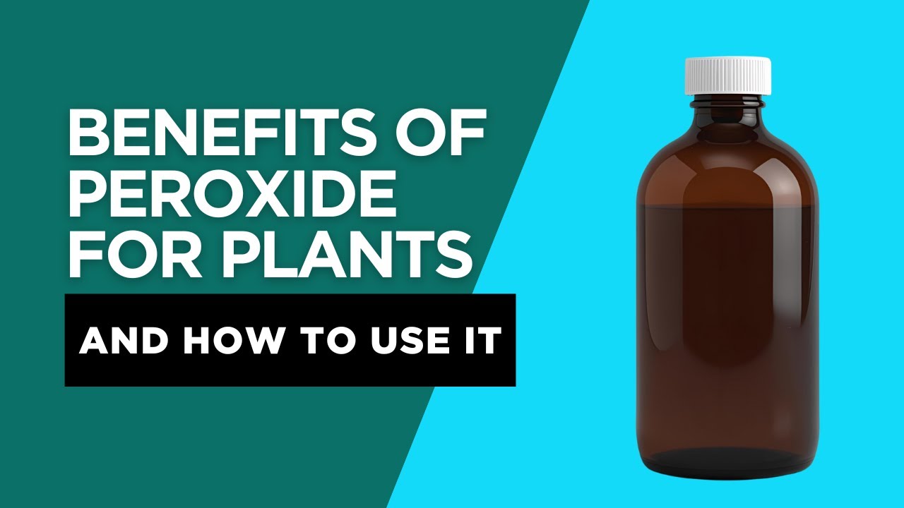 Why Your Plants Need Hydrogen Peroxide RIGHT NOW!