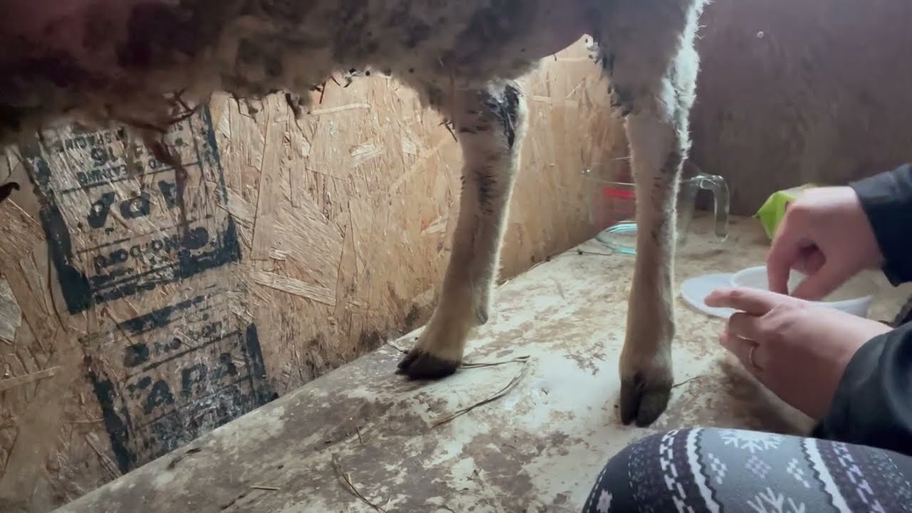 Early Days - A Day Milking Dobby