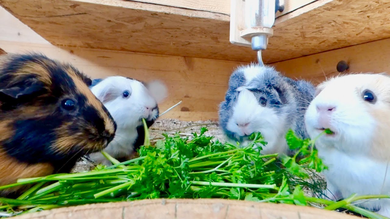 Guinea Pigs Eating Parsley | Guinea Pig Chewing ASMR