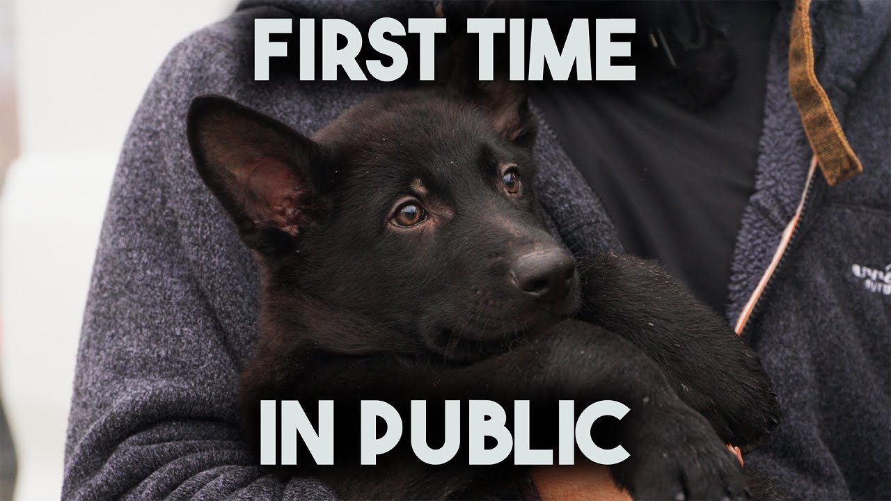 German Shepherd puppies in public for the first time!