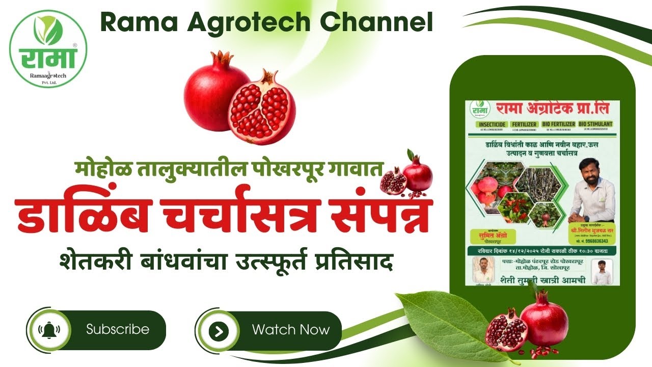 🍎 मोहोळ तालुक्यातील पोखरपूर गावातडाळिंब पिकावरील यशस्वी चर्चासत्र संपन्न! 🌱🤝 