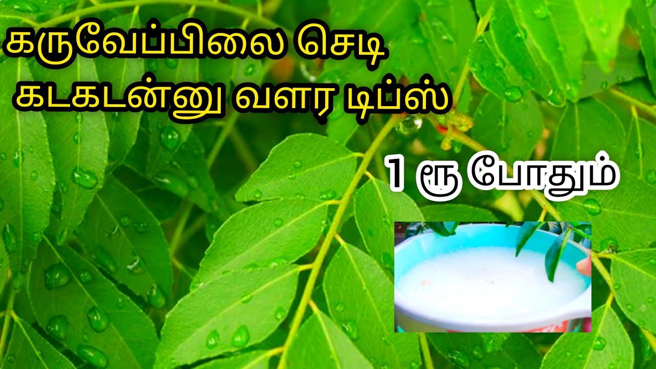 karuveppilai growing tips in Tamil/கருவேப்பிலை செடி இலைகள் பெரியதாக வளர டிப்ஸ்/