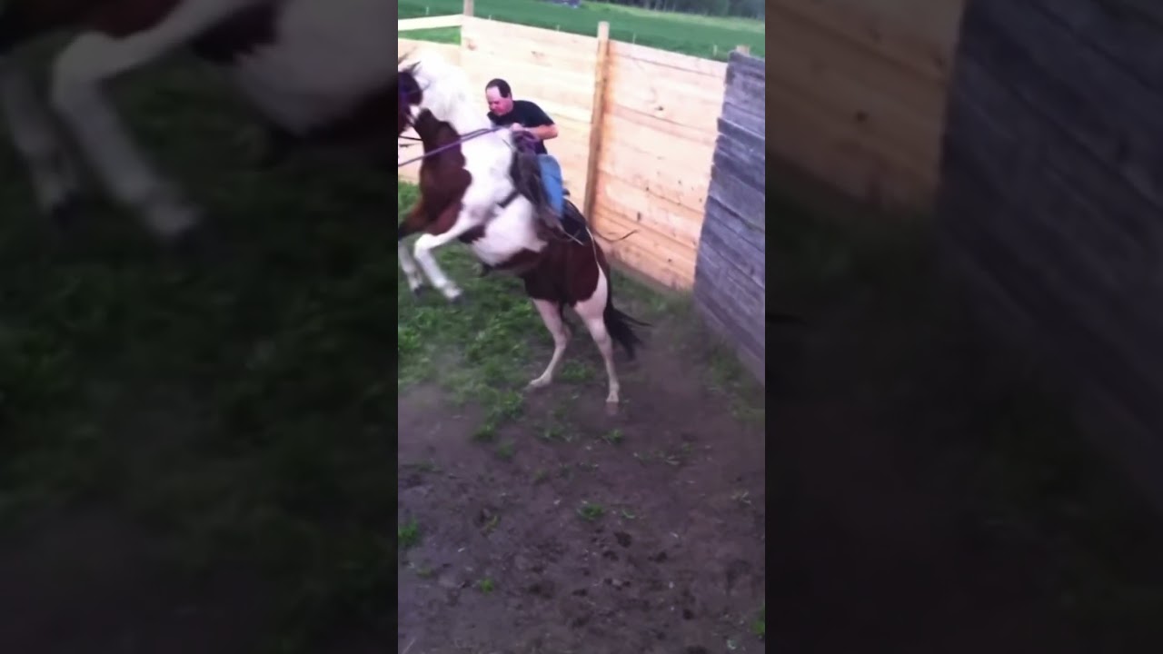 ⚠️TW⚠️ horse abuse #horse #fypシ #shortsfeed #stophorseabuse #banidiots
