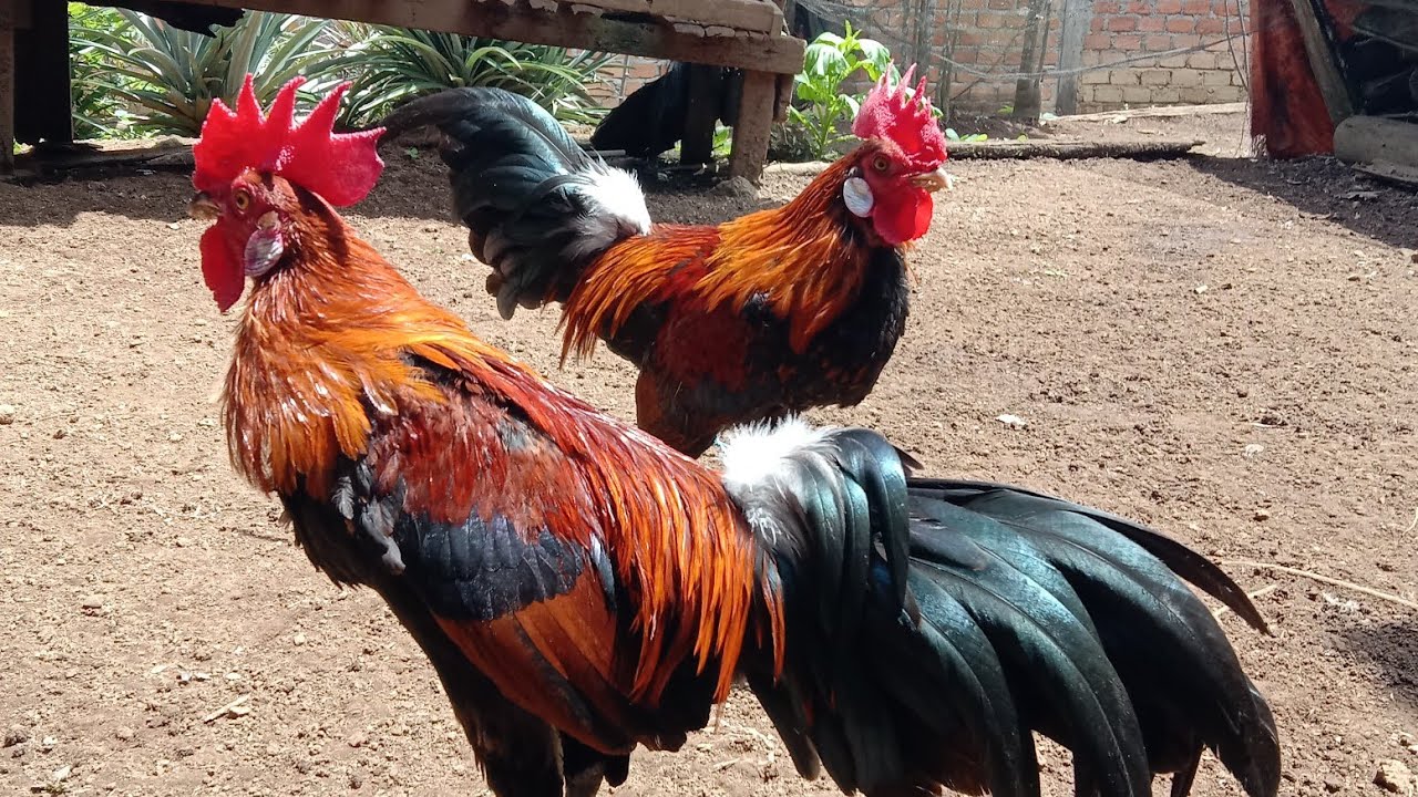 Cara buat pikat ayam hutan semakin agresip#pertenakan #mikatayamhutan #ayamhutan 