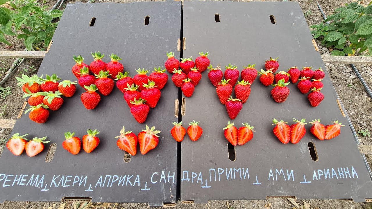 Обзор КСД сортов.Клери.Априка.Сандра.Прими.Ами.Арианна.Фенелла.