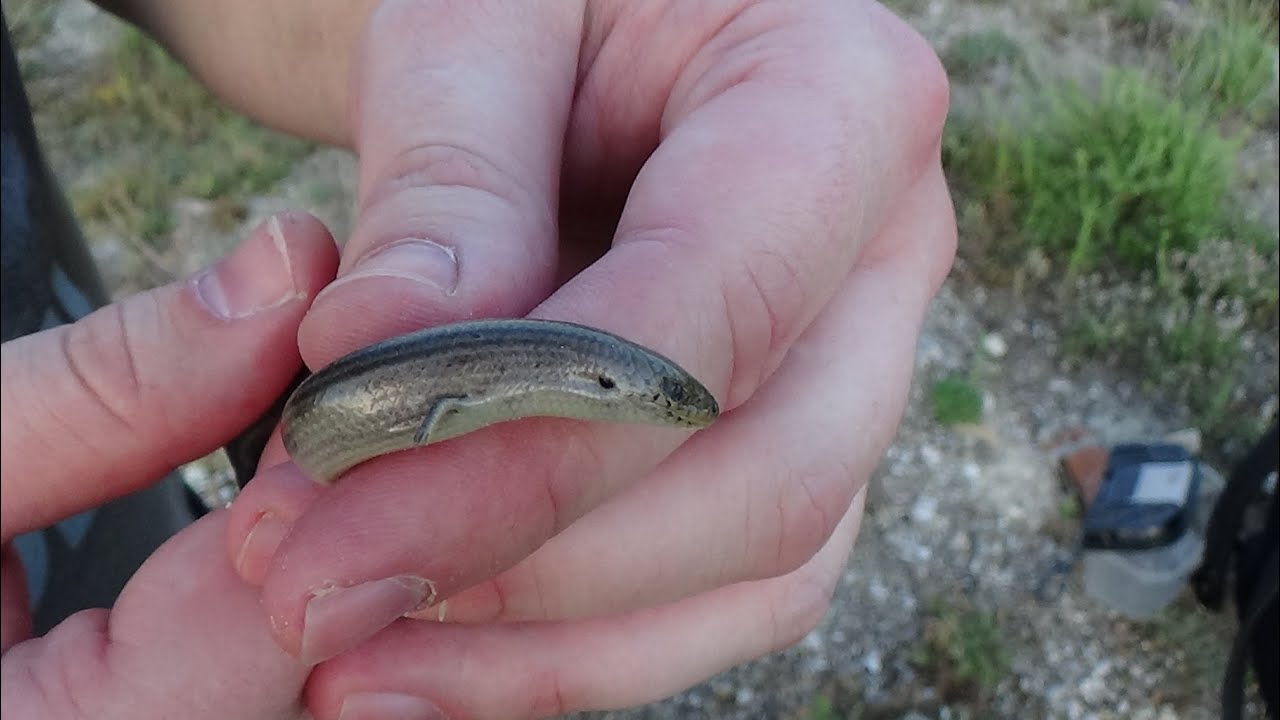 Eslizón tridáctilo (Chalcides striatus). Una serpiente con patas. GONZALO.